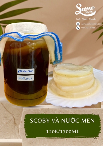 Bình Kombucha và scoby